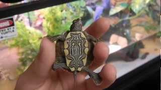 NEW ARRIVAL  Ouachita Map Turtle [upl. by Sexela]