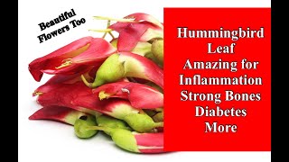 Hummingbird Leaf Amazing for Inflammation Strong Bones Diabetes and More [upl. by Parsaye]