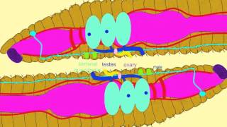 EARTHWORM REPRODUCTION [upl. by Nylg]