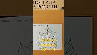 Подвой Riparia x Rupestris 10114 Один из самых распространённых подвоев привитого виноградва [upl. by Daren]