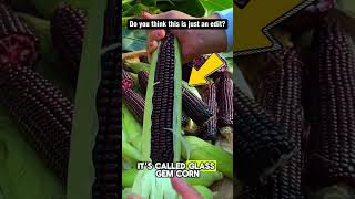 Unique Facts Edible Purple Corn [upl. by Vandervelde]