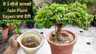 ये 3 चीजें Jade Plant Expert बना देंगी Simple 3 jade plant care tips Bushy jade plant fertilizer [upl. by Walling]