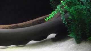 Electric Eel at the Tennessee Aquarium [upl. by Datnow]