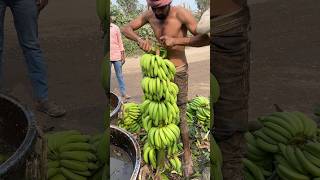 Hariom Banana loading rajpipla ka loading Banana cutting ✂️and Harvesting🌱 viral shorts [upl. by Edyth44]