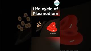 Life Cycle of Plasmodium 🦟  shorts ytshorts  Infinity Learn NEET [upl. by Aliwt]