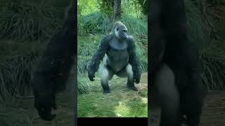 The largest primate in the world Gorilla shorts animals wildlife [upl. by Adalie951]