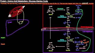 Protein  Amino Acid Metabolism Part 7 of 8  GlucoseAlanine Cycle [upl. by Honniball914]