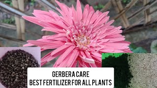 Gerbera Full Care Tips And best Fertilizer For Gerbera Plant For More Flowers with Large size [upl. by Giffer747]