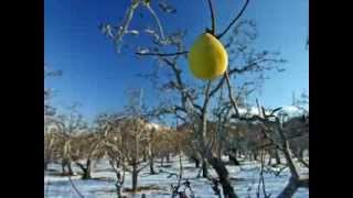 Mircea Rusu BandOmul bun si pomul copt [upl. by Teriann]