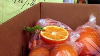 Day Gecko enjoying some Orange [upl. by Bob50]