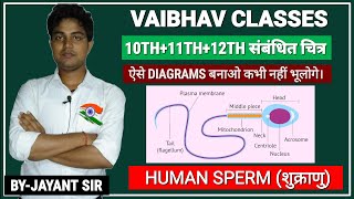 Human SpermHow to Draw Human spermBihar board 12th important diagram questions [upl. by Ecinad]