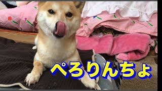 柴犬ハナをこたつから出す最強の音【おもしろ】  Does shiba understand sounds of treats bag [upl. by Ahsetra]