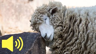 What does a Sheep sound like Farm Animal Sounds  Animal Sounds [upl. by Aikkan]