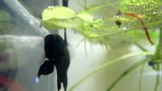 Betta Halfmoon Plakat Black Orchid [upl. by Nehtiek]