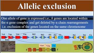 Allelic Exclusion of T Cell Receptor gene segments TCR Diversity [upl. by Belita]