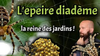 Lepeire diadème la reine des jardins   Tout savoir sur cette araignée ou presque [upl. by Jocelyn]