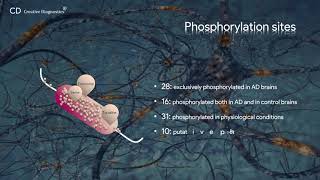 Tau phosphorylation Creative Diagnostics [upl. by Duquette]