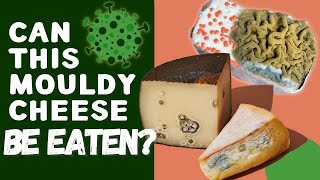 Can You Eat Mouldy Cheese How To Tell Good Cheese Mould From Bad Mould [upl. by Fari]