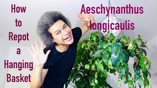 How to Repot an Aeschynanthus longicaulis Black Pagoda  Zebra Basket Vine  Lipstick Plant [upl. by Allred]