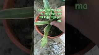 agave plants grow shortvideo gardenning gardening youtubeshorts shorts grow plants [upl. by Franza]