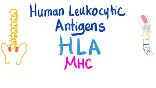 Human Leukocytic Antigen HLA  Major Histocompatibility Complex MHC  Immune System [upl. by Kerk]