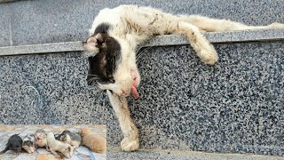 After accident the mother cat was left on the side of the road her kittens were scared and crying [upl. by Enohpets]