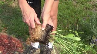 Planting Coreopsis Into The Ground Where To Plant Coreopsis Flowers [upl. by Anesuza]