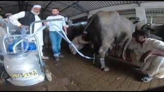 MILKING MACHINE IN KARACHI [upl. by Abrahams]