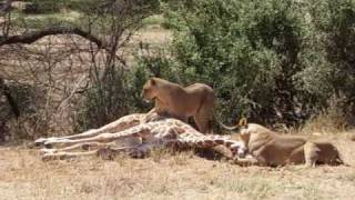 Lion attacks and kills young Giraffe [upl. by Elbring]