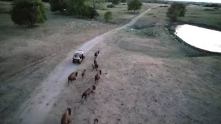 Bison Are Trained To Run With Us [upl. by Rebliw]