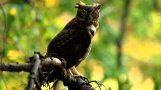 Great Horned Owl et gular flutters August 1 2012 [upl. by Ohara]