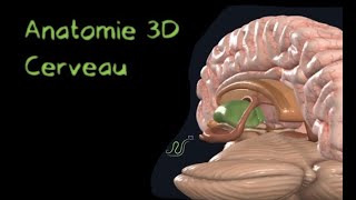 Description Anatomique 3D du cerveau Naturosoutien [upl. by Attenohs]