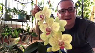 3 Things To Do with Your Orchid After Blooming [upl. by Hulbard]