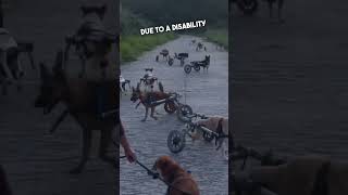 They rescue disabled dogs and make them wheelchairs ❤️👏 TMTRD [upl. by Odnavres]