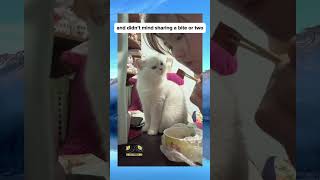 What a greedy cat 🤣 short fyp pet petpurry [upl. by Tjaden]