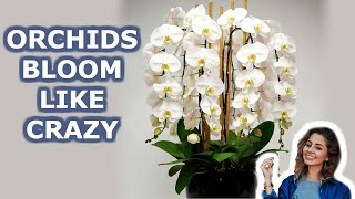 Your Orchid Will Bloom all Year Round 7 Growing Orchids Tips You Should Know  iKnow [upl. by Gisela]