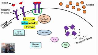 Changes in Signal Transduction Pathways AP Biology 44 [upl. by Janie]