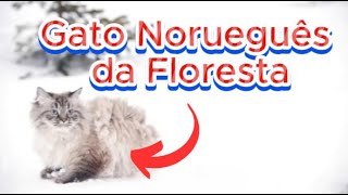 6 fatos curiosos sobre o gato Norueguês da Floresta bichosfelinos [upl. by Elbertine]