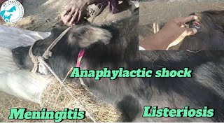 Anaphylactic shockmeningitisTrypanosomiasis treatment in buffalo [upl. by Reace]