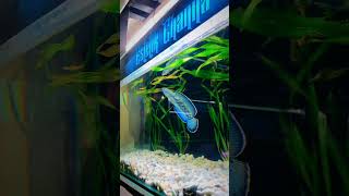 Beautiful Channa Stewartii Sankheda Fish  Beautiful Blue Sankheda Fish [upl. by Yelad]