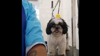 How to groom your dog  Shih Tzu full grooming [upl. by Thad]