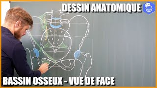 ANATOMIE PELVIENNE  COMMENT DESSINER LE BASSIN OSSEUX EN VUE ANTERIEURE [upl. by Hillard]