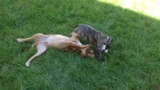 Vizsla vs Boxer puppies [upl. by Rats]