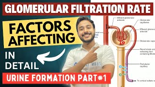 glomerular filtration rate physiology  urine formation factors affecting glomerular filtration rate [upl. by Lily]