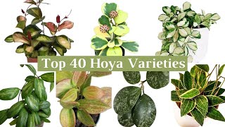 Top 40 Beautiful Hoya Varieties  Hoya Varieties with Names  Hoya Plant Species [upl. by Corina]