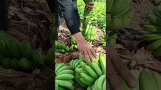 harvesting lakatan food lakatan farming [upl. by Jer]