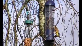 IRISH GARDEN BIRDS in a COUNTY DERRY garden part one [upl. by Urbain]