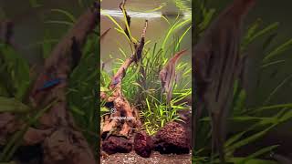 altum angelfish  planted aquarium ❤️🐟🌊🌱 plantedtanksetup aquasagar aquarium fishtankreview [upl. by Alyss332]