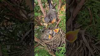 American Robin Nest  Journey from Building Nest to Chirping Nestlings [upl. by Chaim]