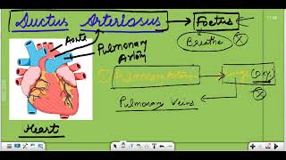 Ductus Arteriosus  Ligamentum Arteriosum  Arterial Ligament  Role of Ductus arteriosus in heart [upl. by Zendah26]